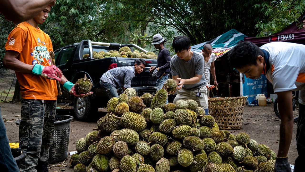 Peniaga durian perlu mohon lesen sementara