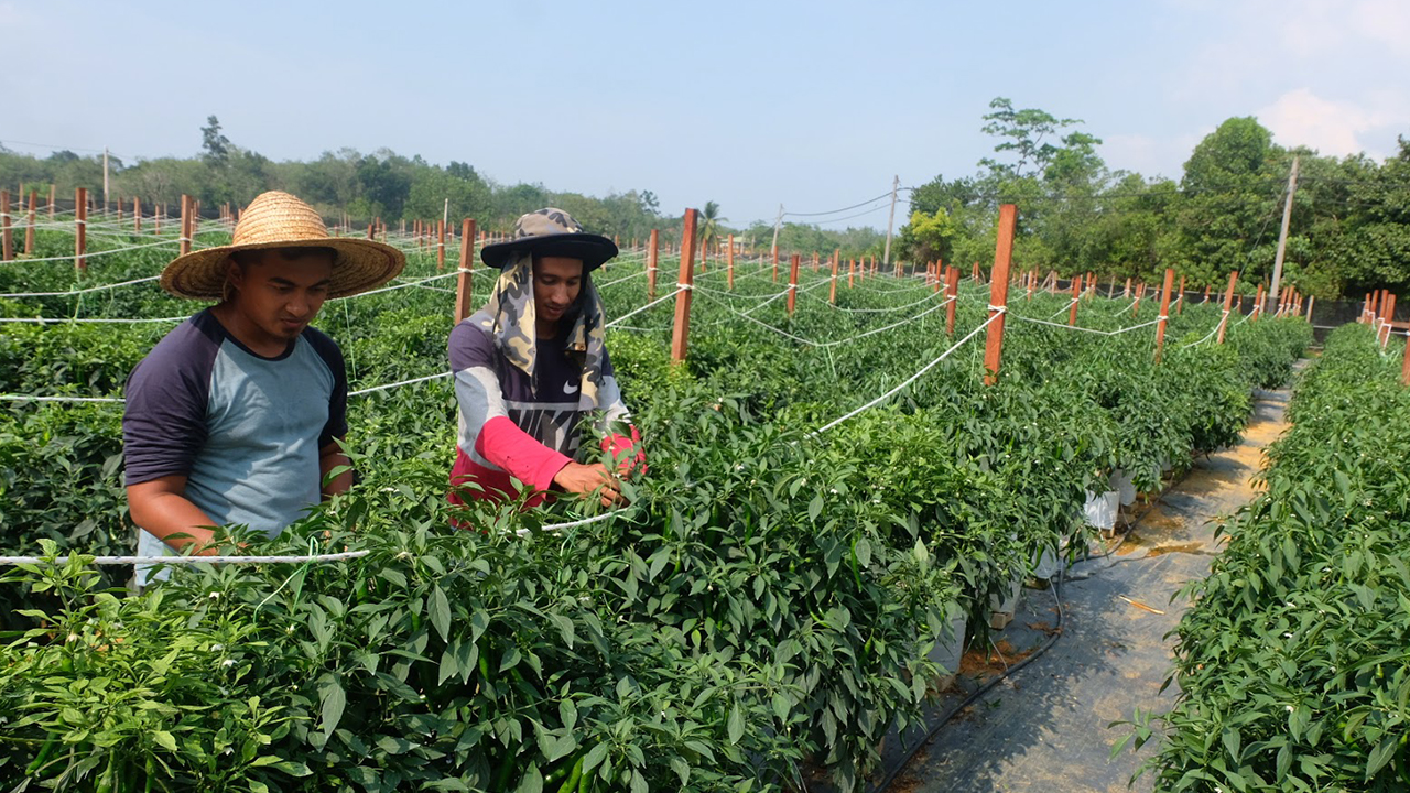 LPP peruntukan RM7.5 juta untuk projek pertanian dan agromakanan di Sabah