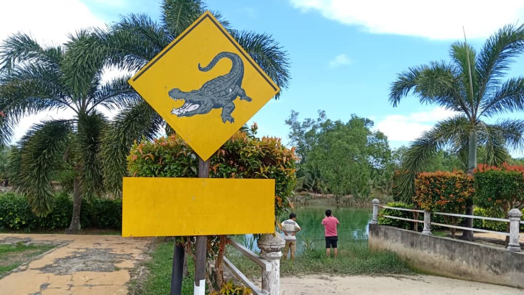 Bomba Johor tangkap buaya di tengah jalan di pengerang