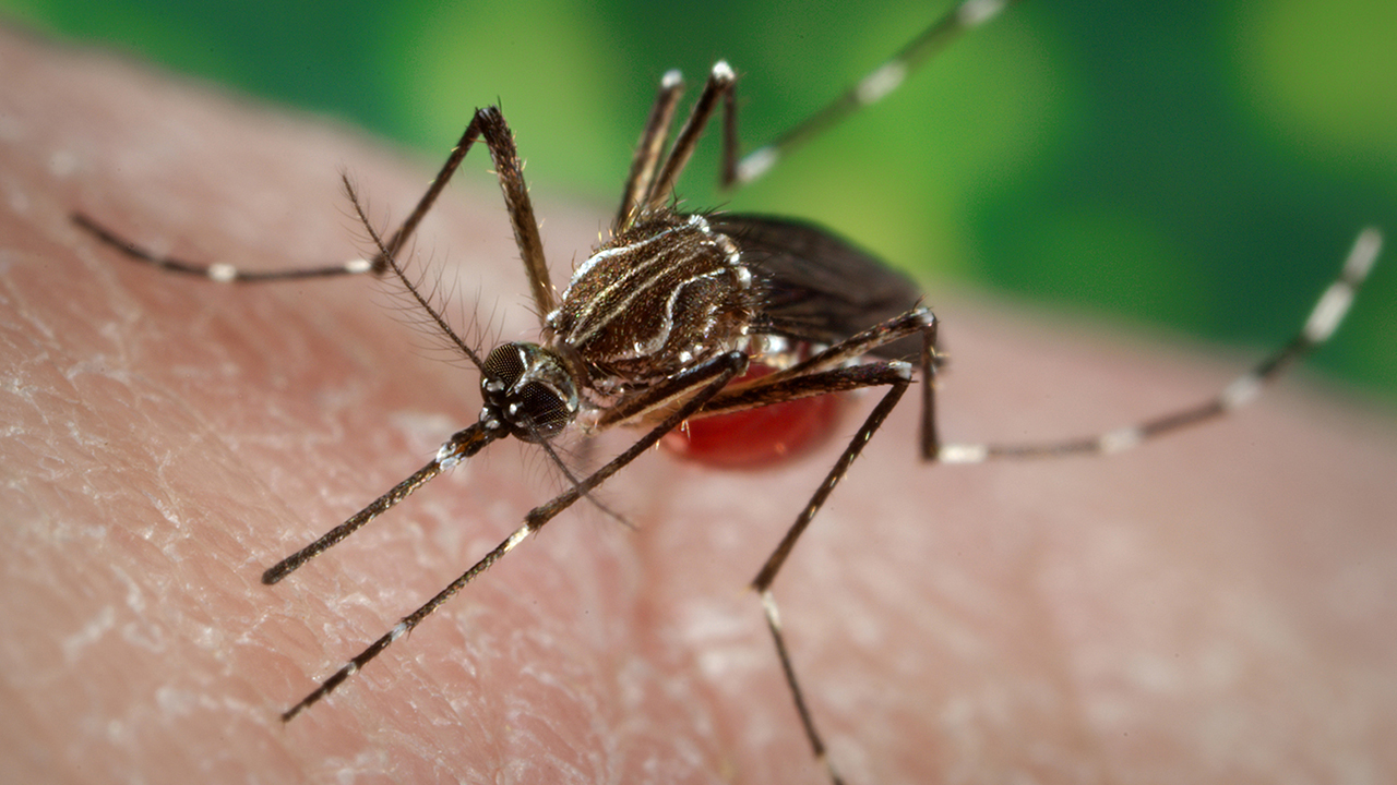 Kes chikungunya di Pulau Pinang meningkat