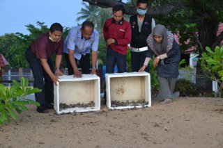 Penyu naik ke pantai meningkat sepanjang PKP