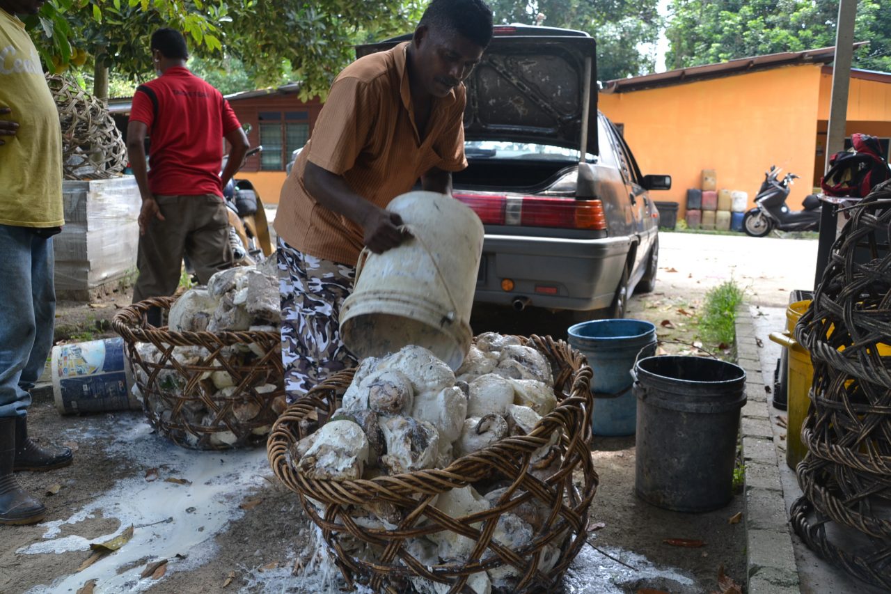 Penoreh dan pekebun kecil getah ‘tersenyum’