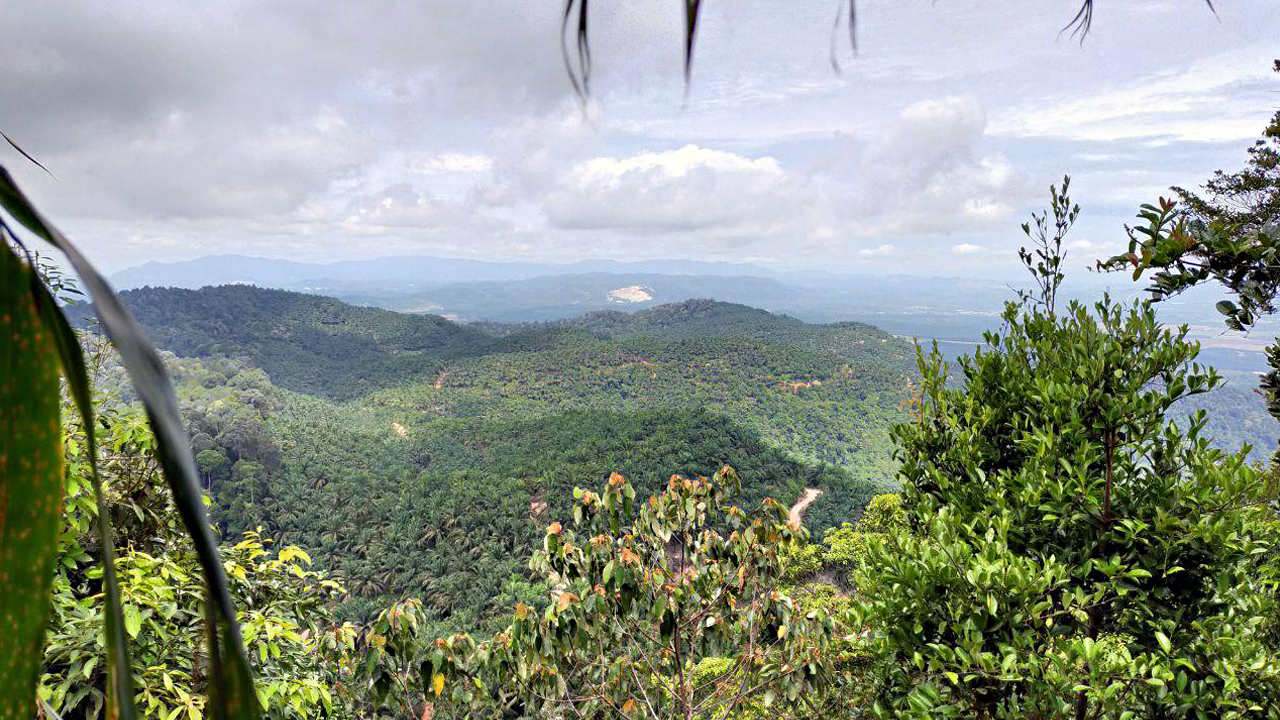 Hutan ‘dara’ Bukit Gapis puncak tertinggi di Melaka?
