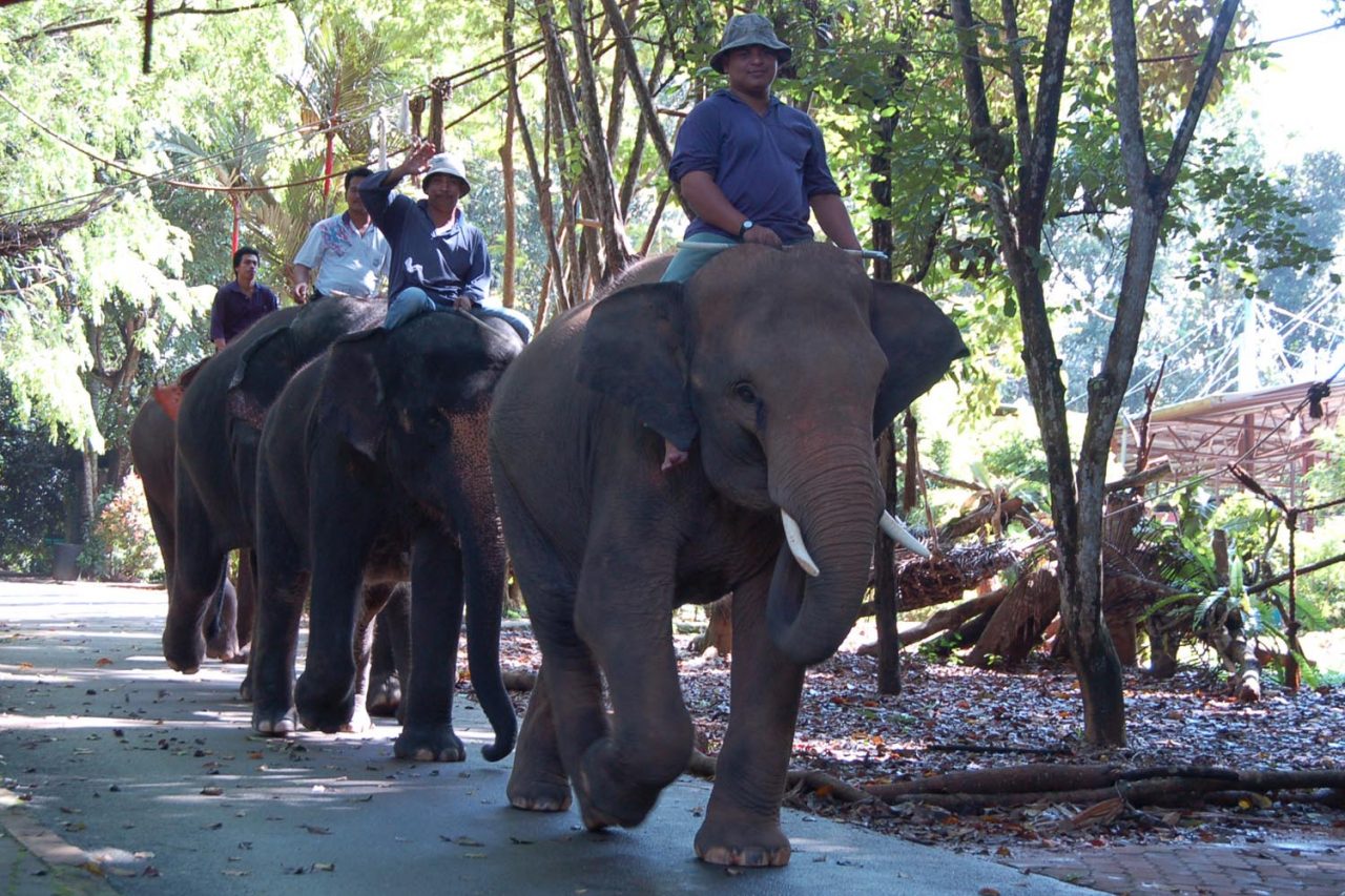 COVID-19: Sambutan pengunjung ke Zoo Melaka merosot