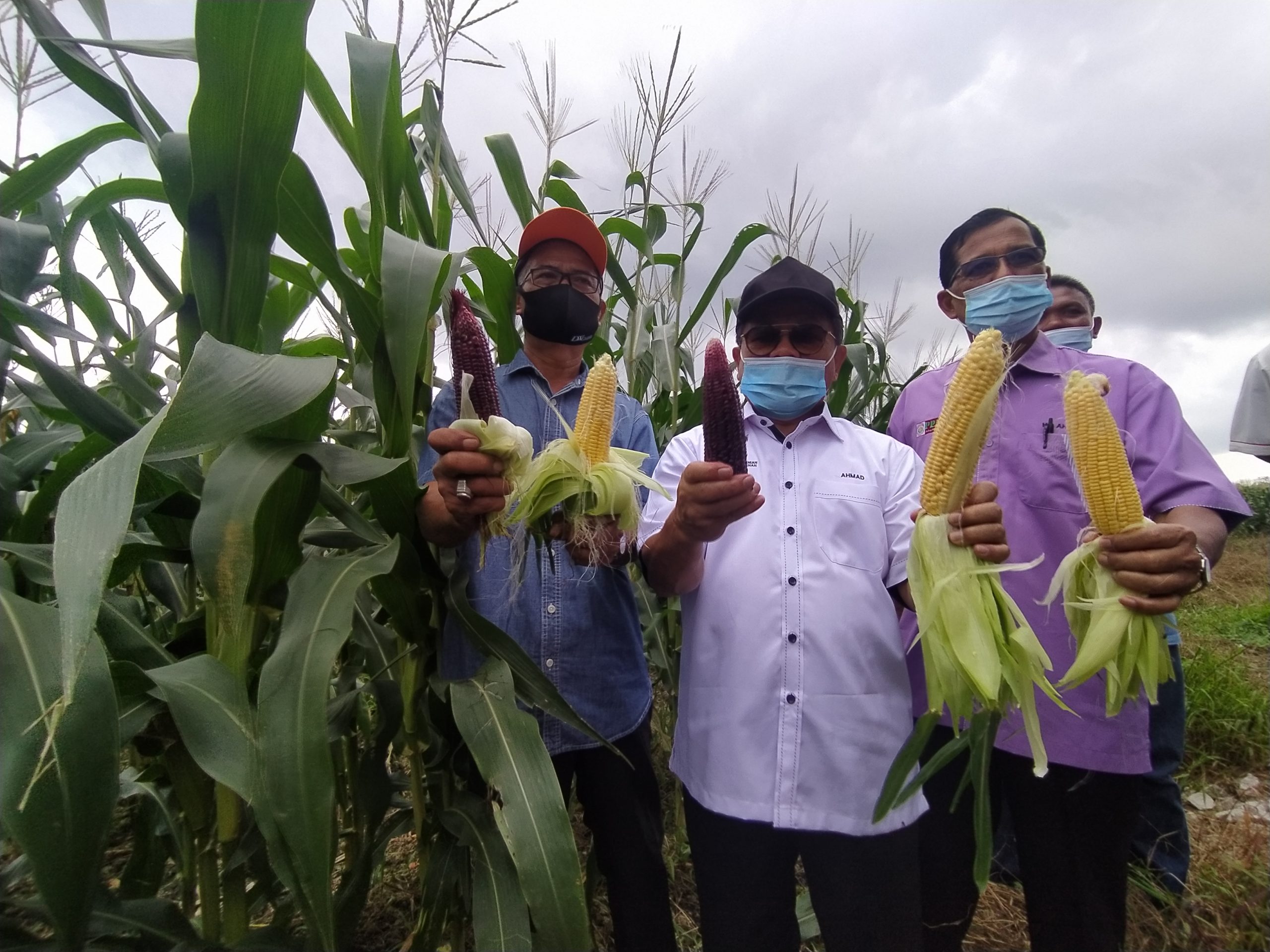 MAFI kaji kesahihan jagung ungu mampu cegah kanser