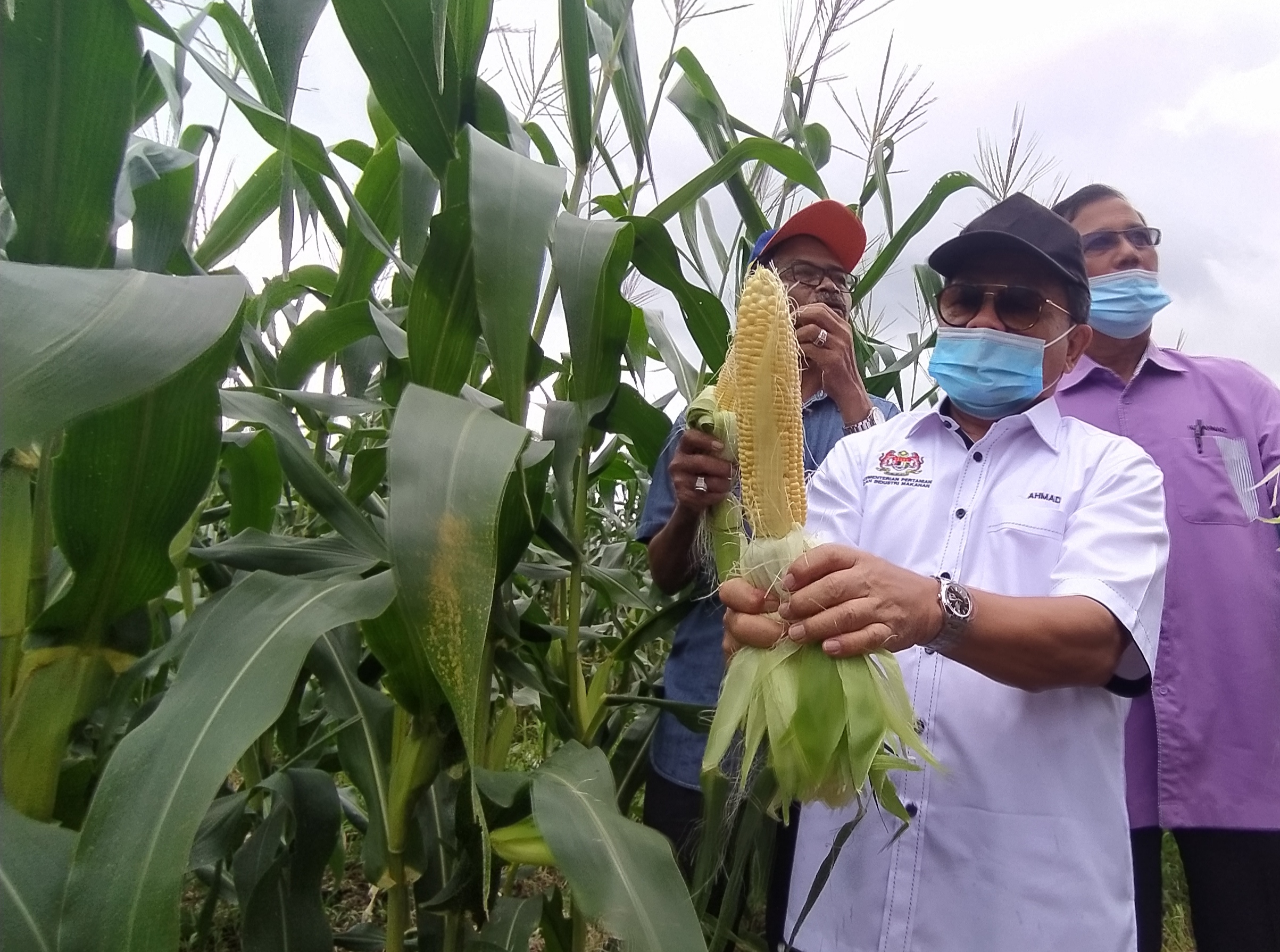 Galak usahawan tani muda tanam jagung