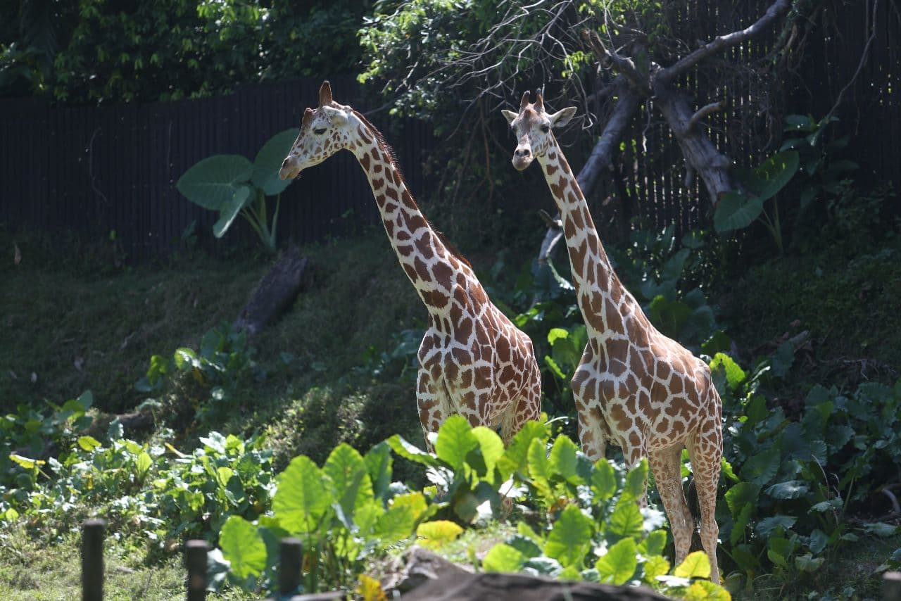 Zoo Melaka ‘sepi’