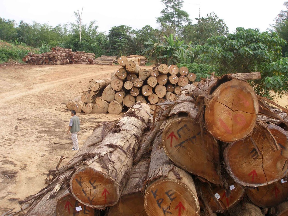 16 Hutan Simpan Kekal di Kelantan diceroboh pembalak haram