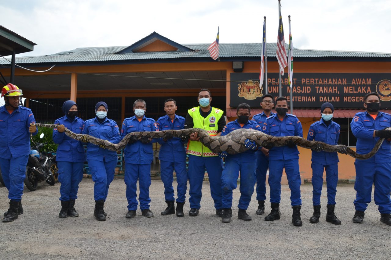 Kehilangan kambing terjawab