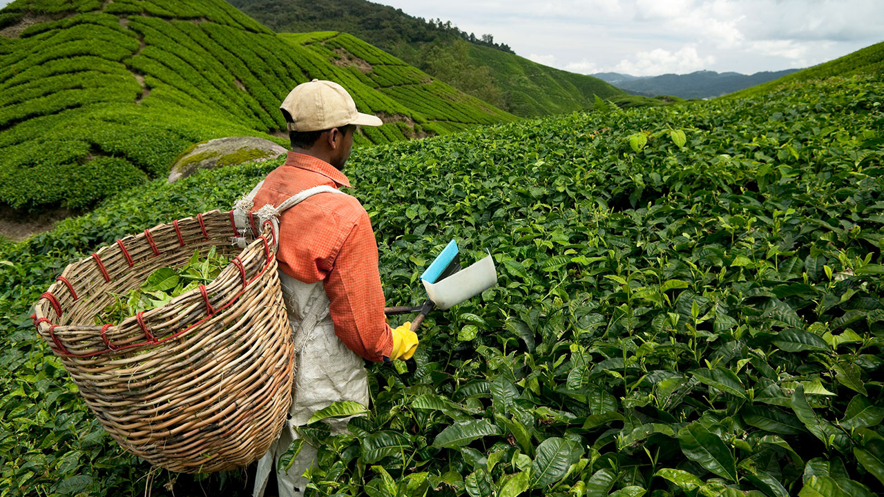 Dua langkah tangani pengurangan pekerja asing dalam sektor perladangan – KPPK