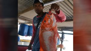 Ikan online