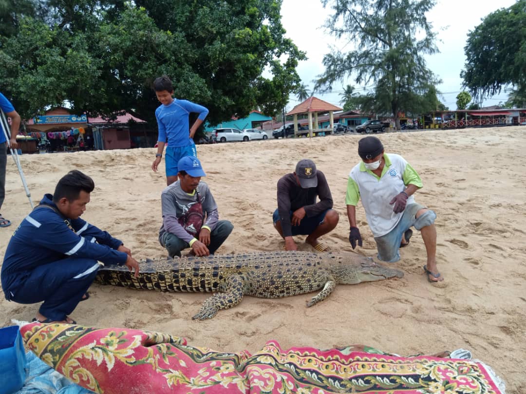 30 minit tarik bangkai buaya