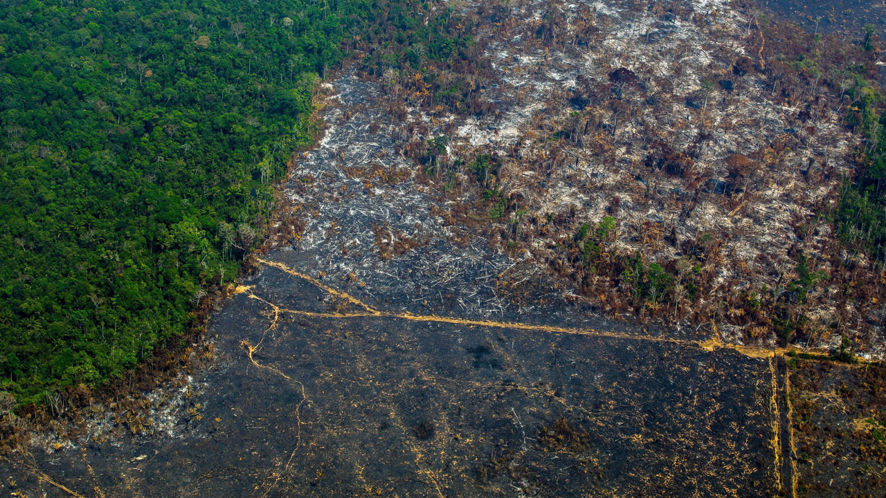 Penebangan hutan di Amazon cecah 11,000 km persegi
