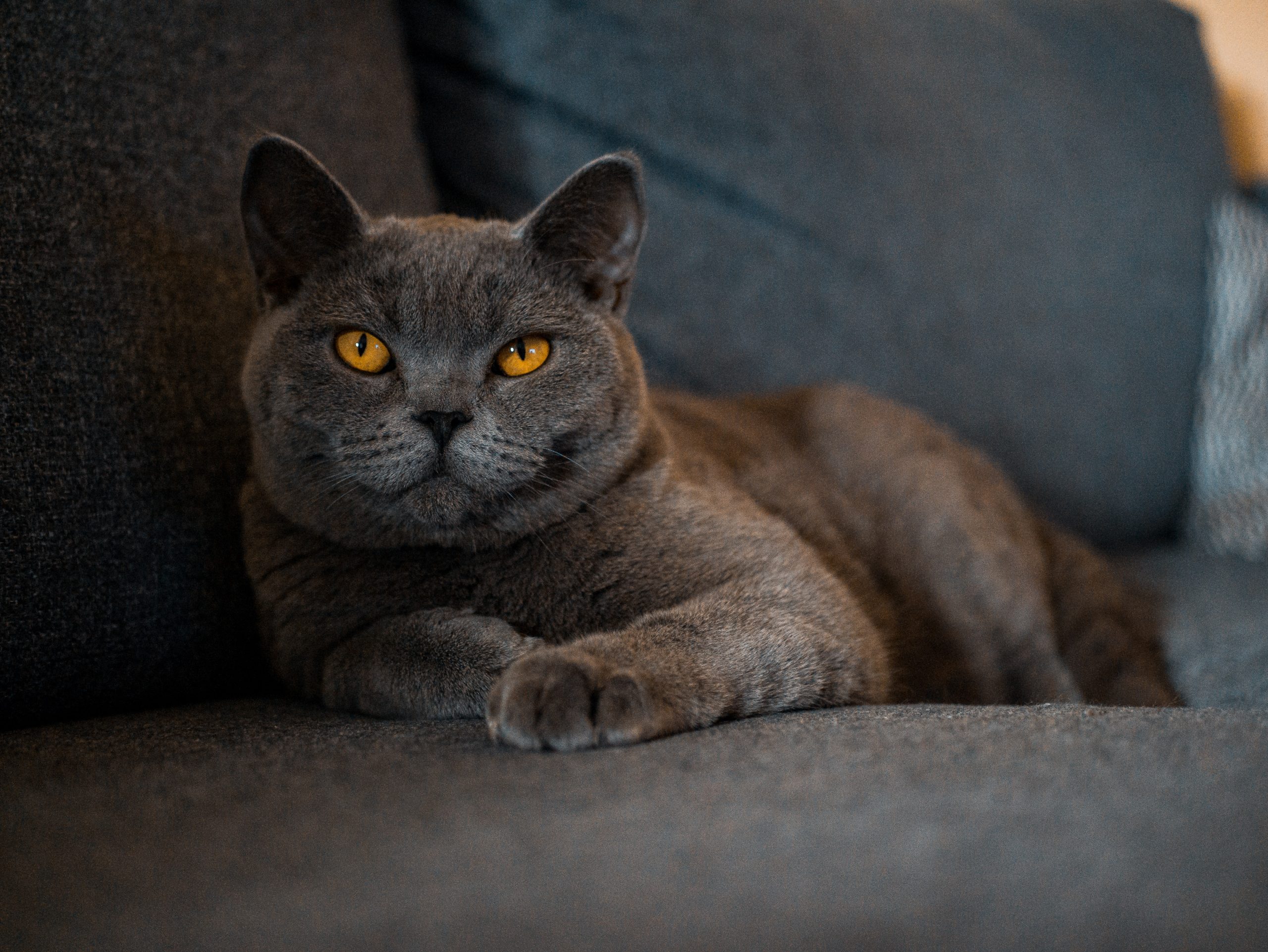 Maqis tahan dua ekor kucing British Shorthair dari Ukraine