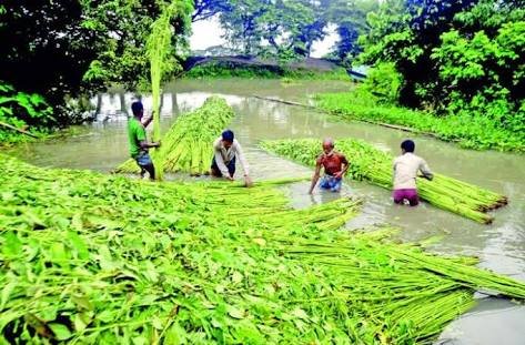 Ladang Rakyat Kenaf secara integrasi diperluas seluruh negara