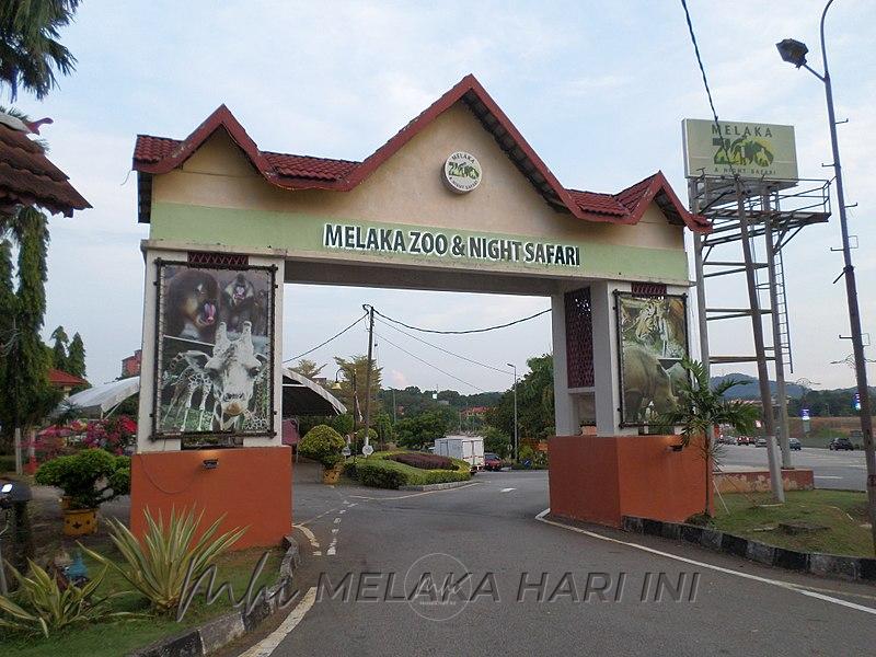 Harimau kumbang jantan ‘galak’ musim PKP- Zoo Melaka