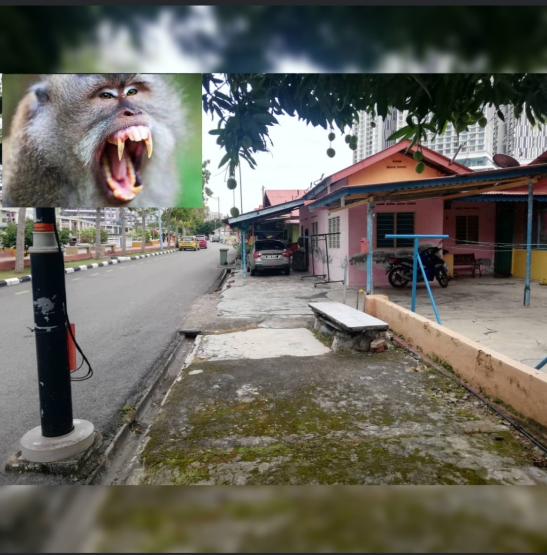 Nenek parah, berisiko lumpuh dikejar kera