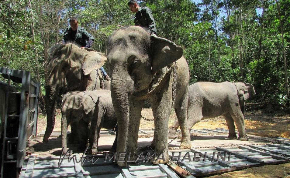 Lima gajah betina berkeliaran di Kampung Kuala Tiga ditangkap- Perhilitan Kelantan