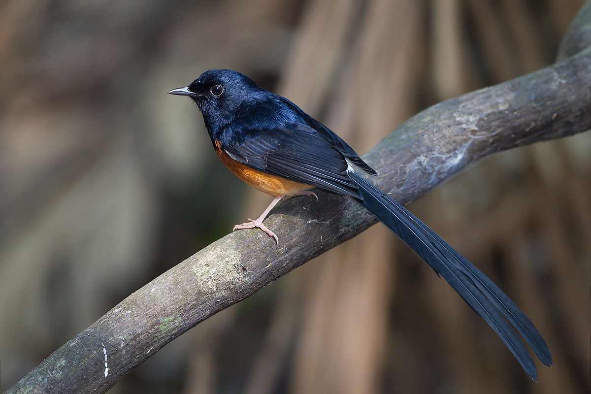 Tak serik simpan burung murai batu