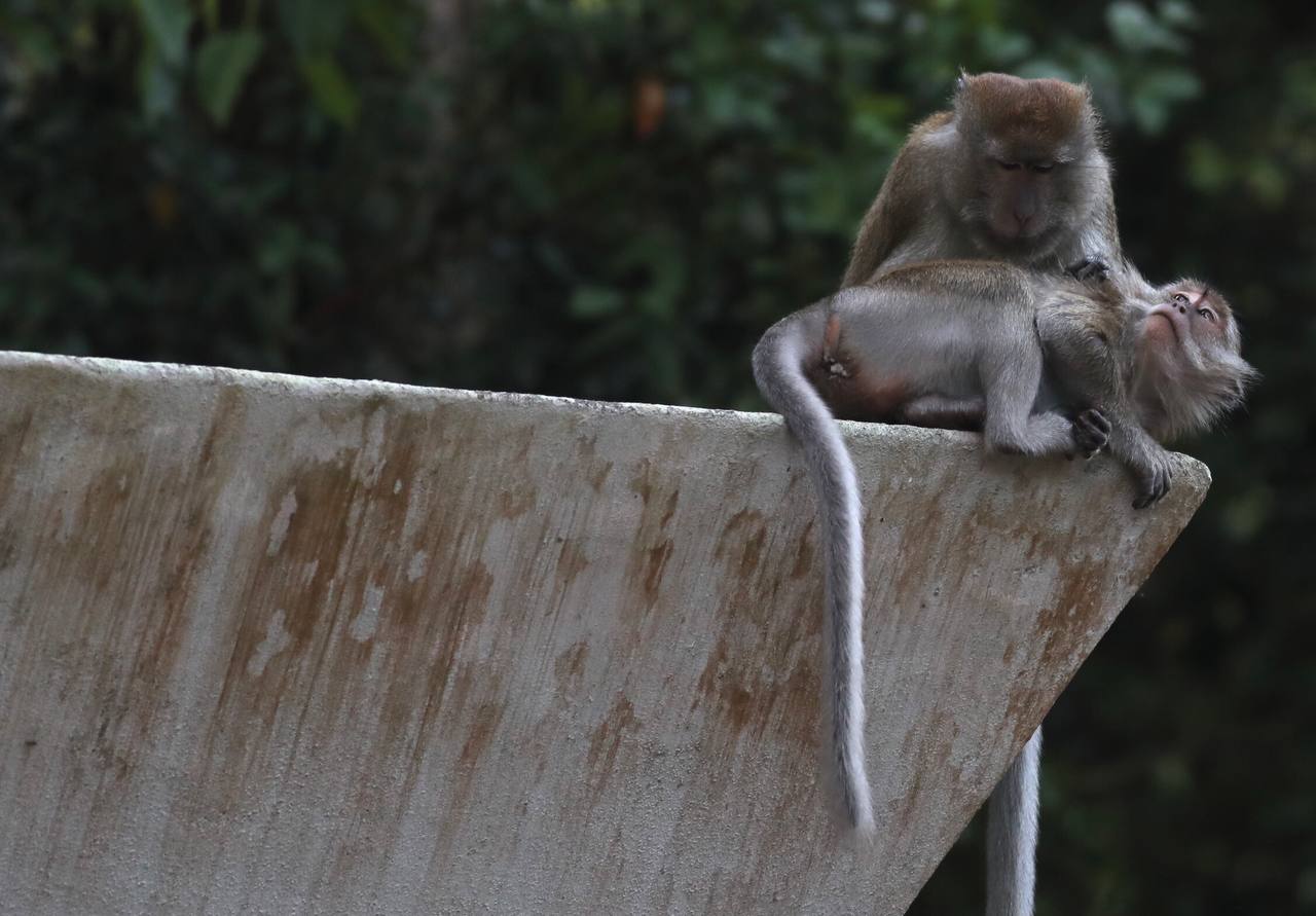PERHILITAN kenal pasti 142 lokasi ‘panas’ monyet liar