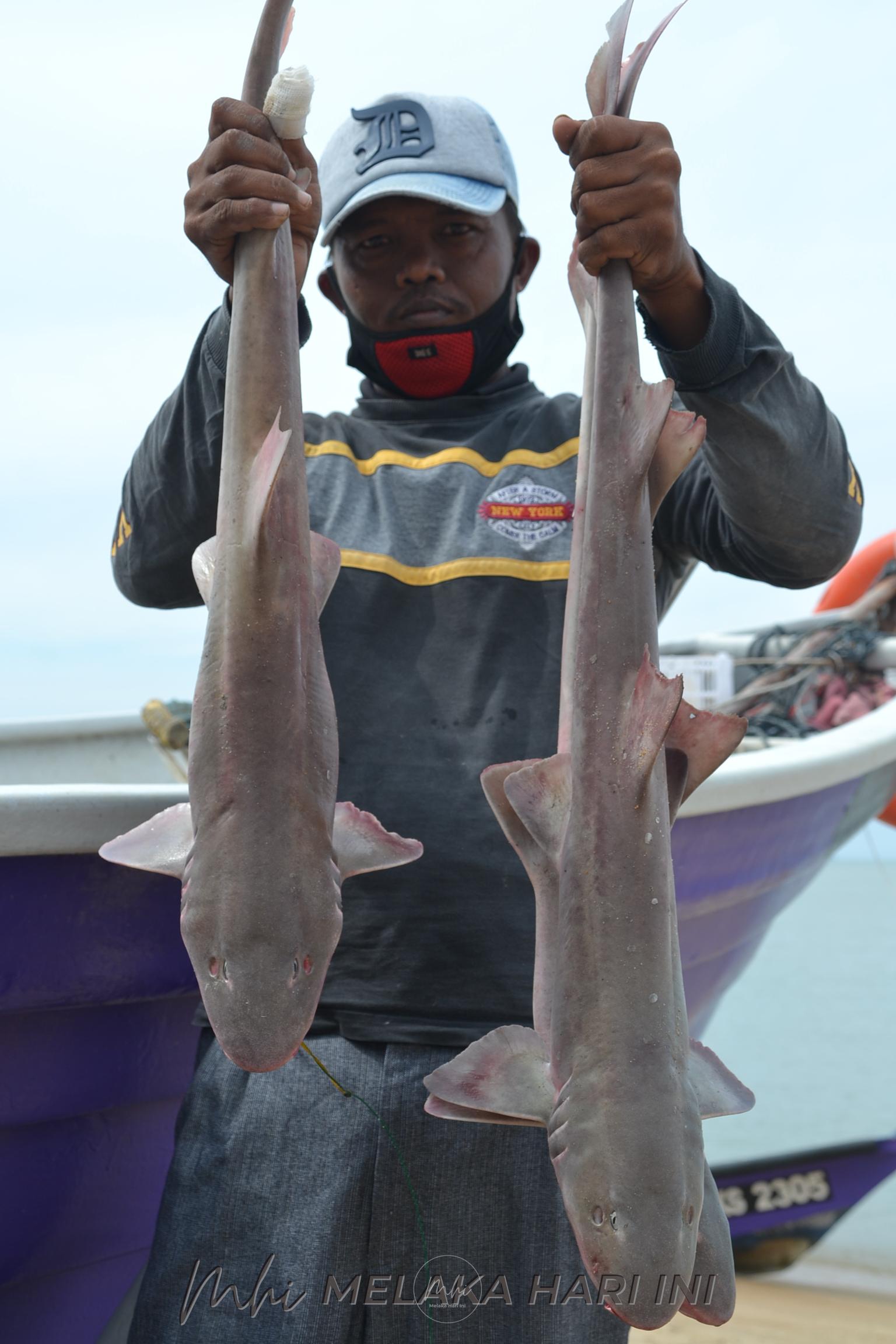 Ikan yu bodoh ada harga