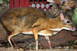 Dschungelhaus in hellabrunn 6626