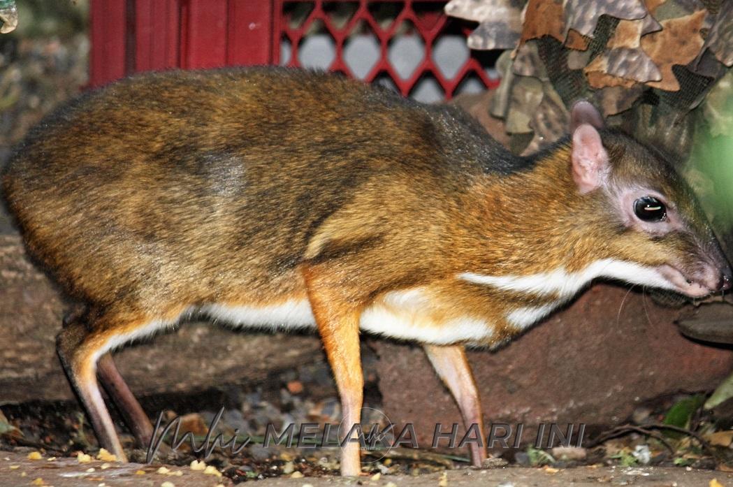 Dschungelhaus in hellabrunn 6626