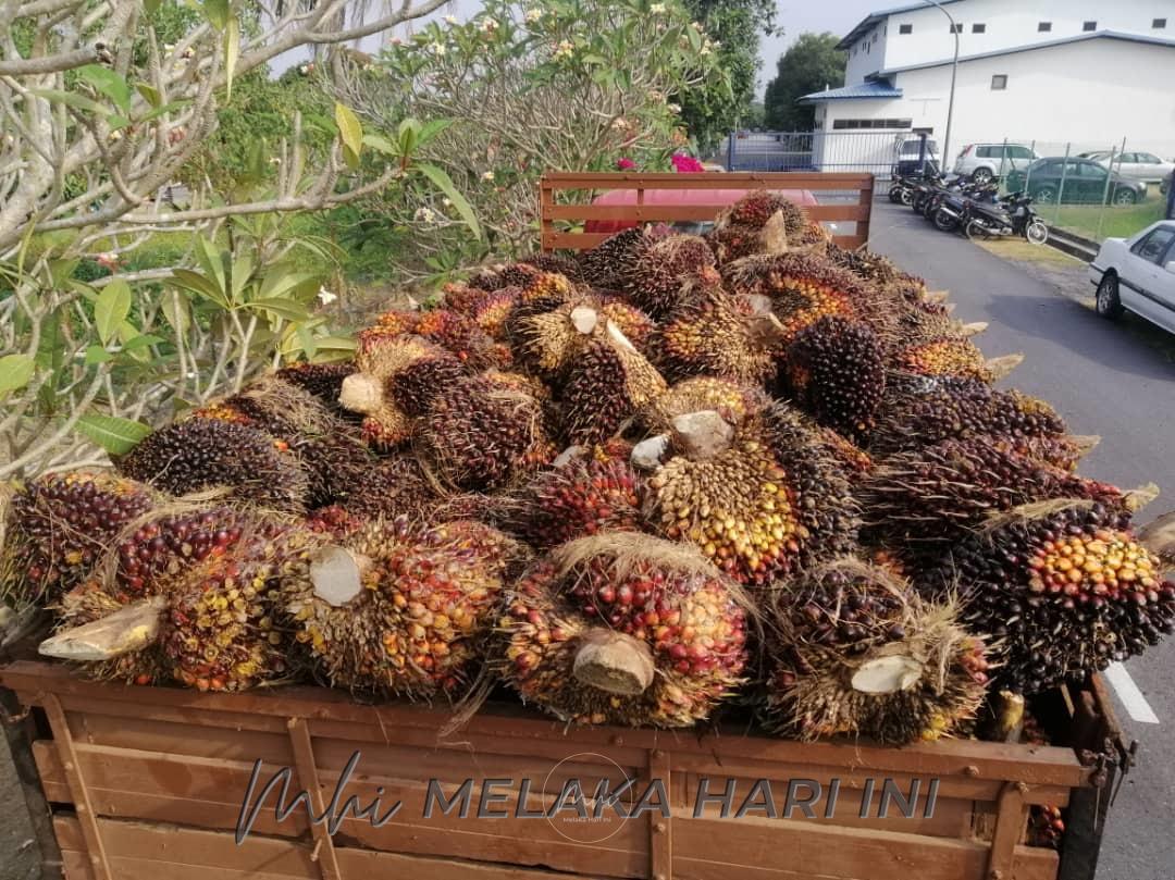 Cubaan curi 3 tan sawit tidak kesampaian