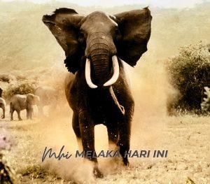 Gajah ngamuk
