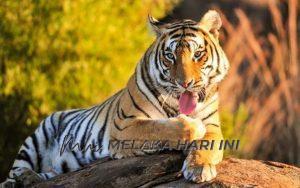 Harimau