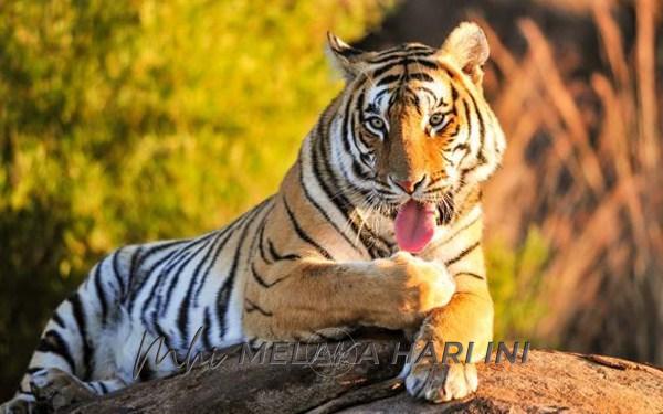 PERHILITAN Terengganu dan NWRC berjaya tangkap harimau belang jantan di Dungun