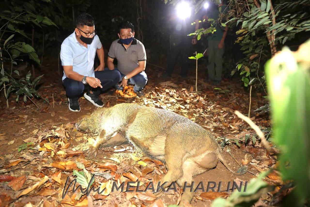 PERHILITAN tembak 10 babi hutan di beberapa kawasan termasuk kediaman Ketua Menteri