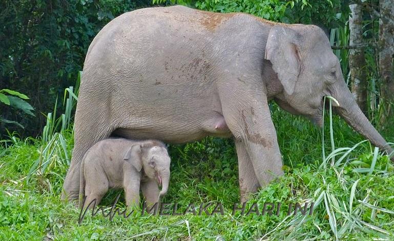 Konflik manusia-gajah di Sabah perlu segera dinoktahkan