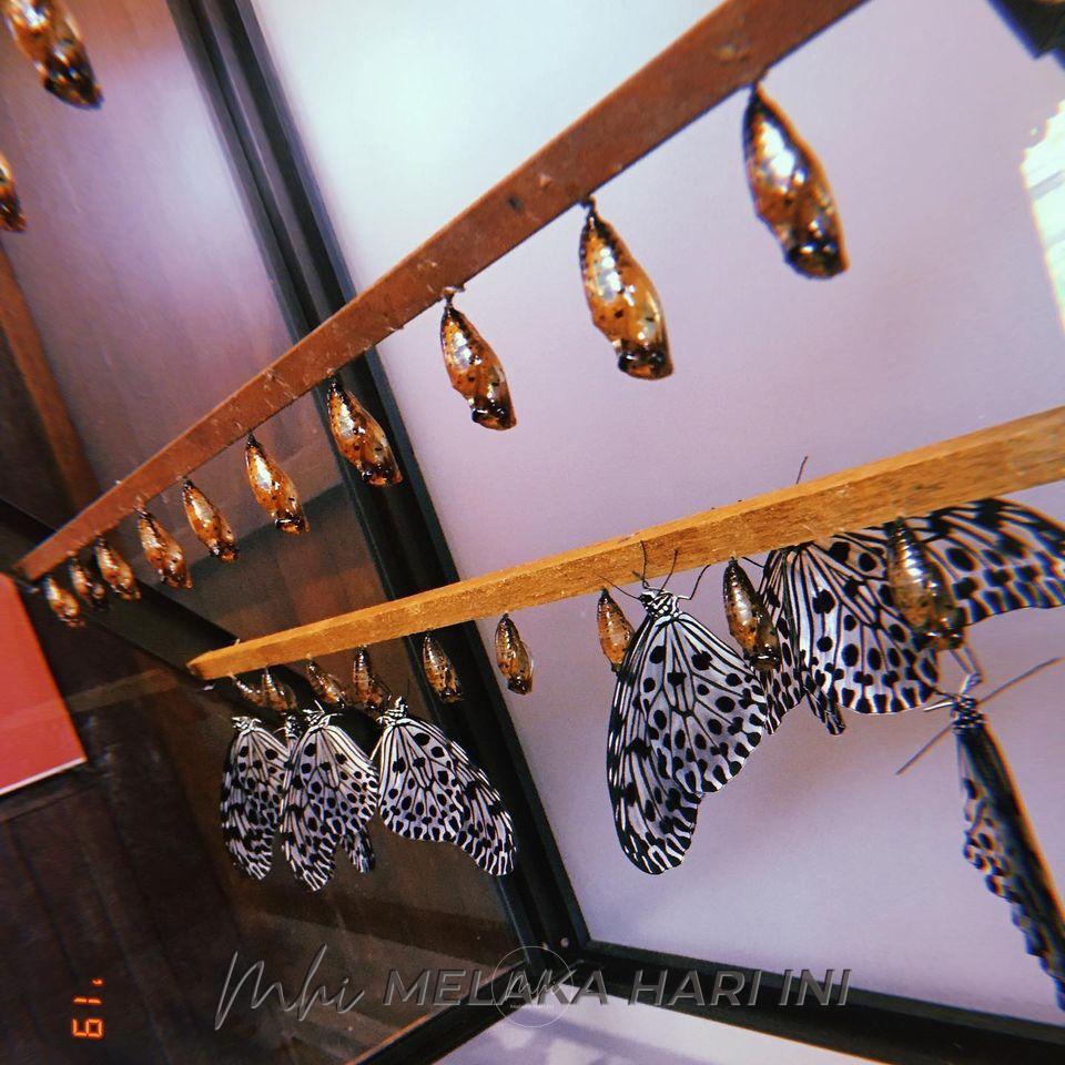 PKP: Rama-rama spesies Idea Lynceus bakal lenyap, kajian 16 tahun ...