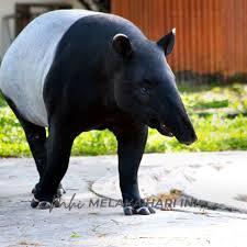 Tapir ‘ziarah’ sekolah ketika pelajar duduki SPM