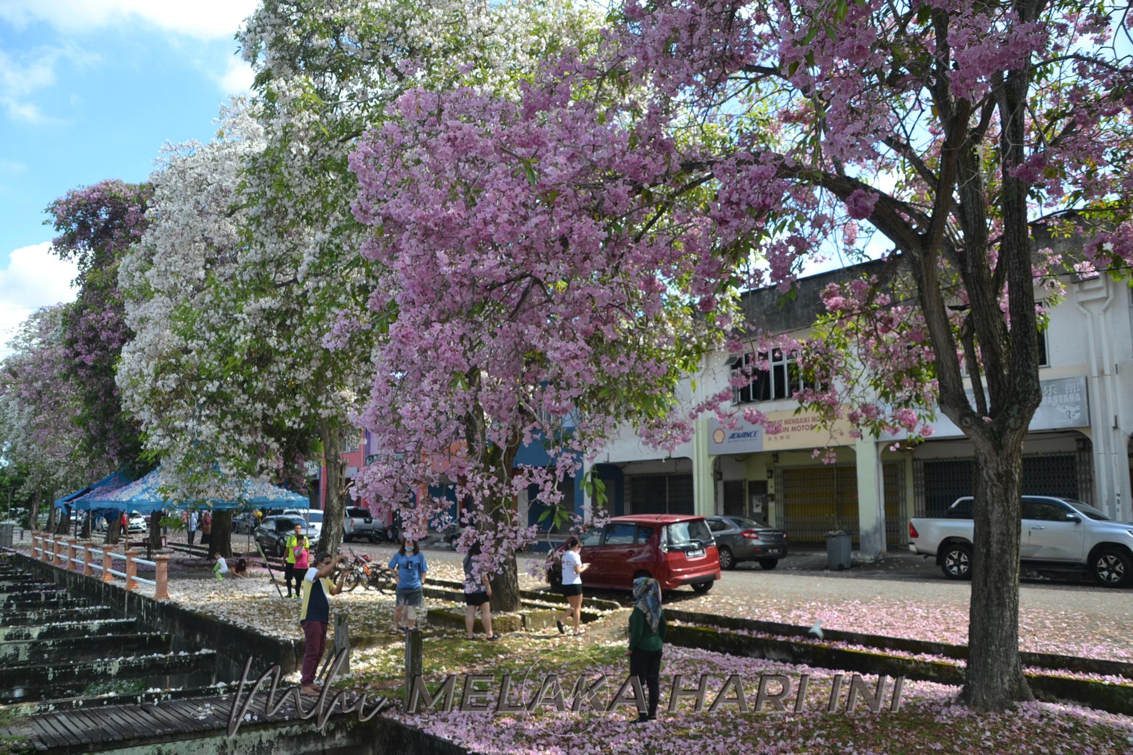Keindahan pohon tekoma Taman Bandar Baru Utama jadi tumpuan