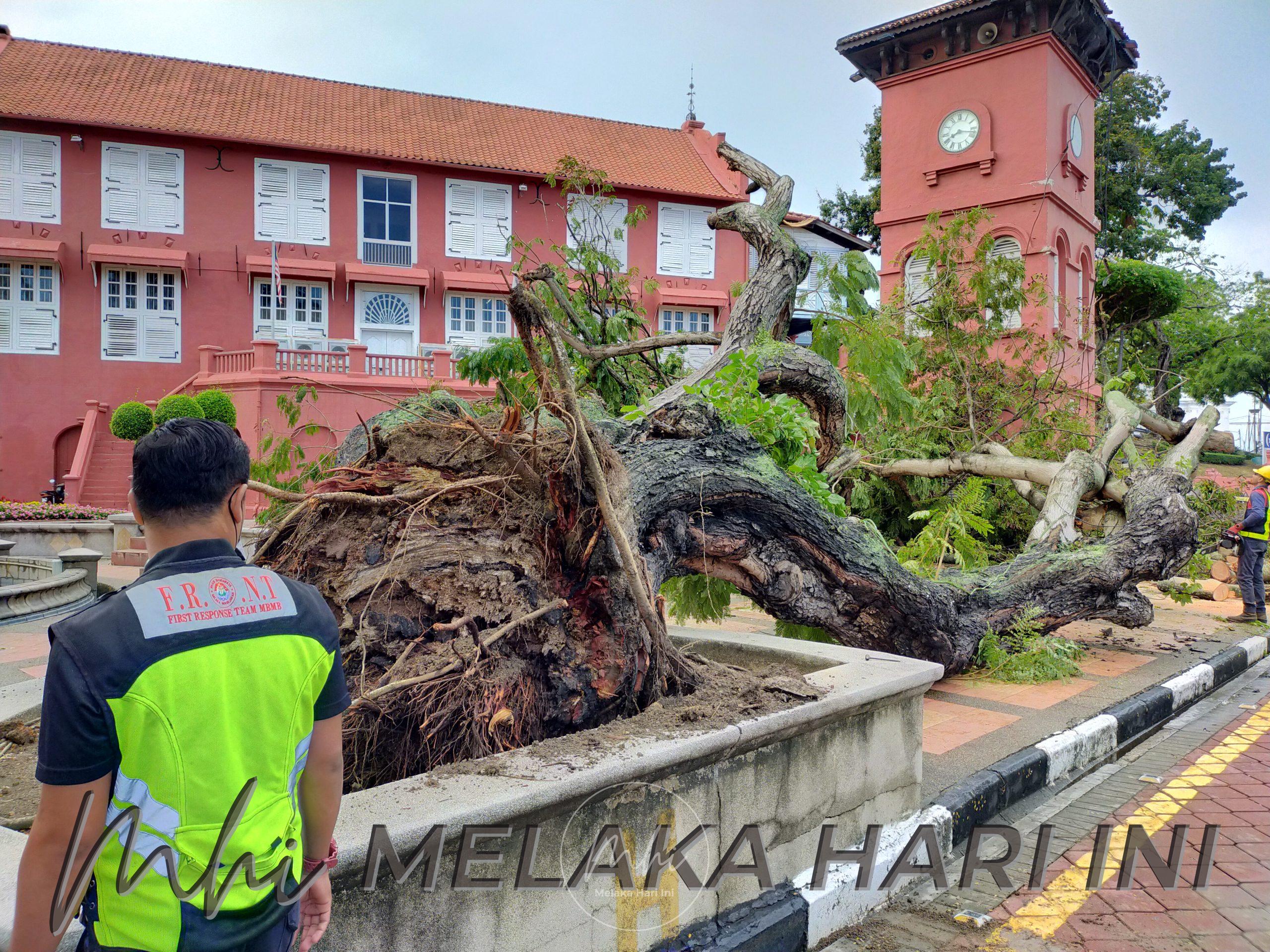 Pokok ikonik 127 tahun rebah di bumi bersejarah