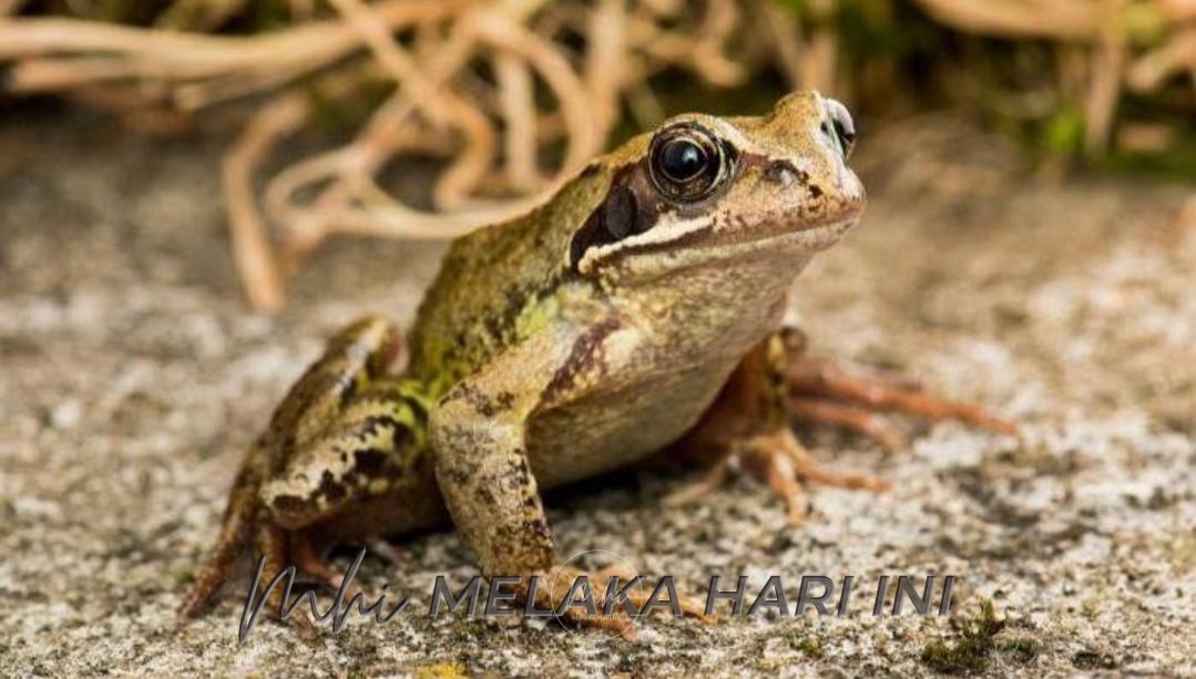 Melaka jadi pengeluar katak tertinggi negara