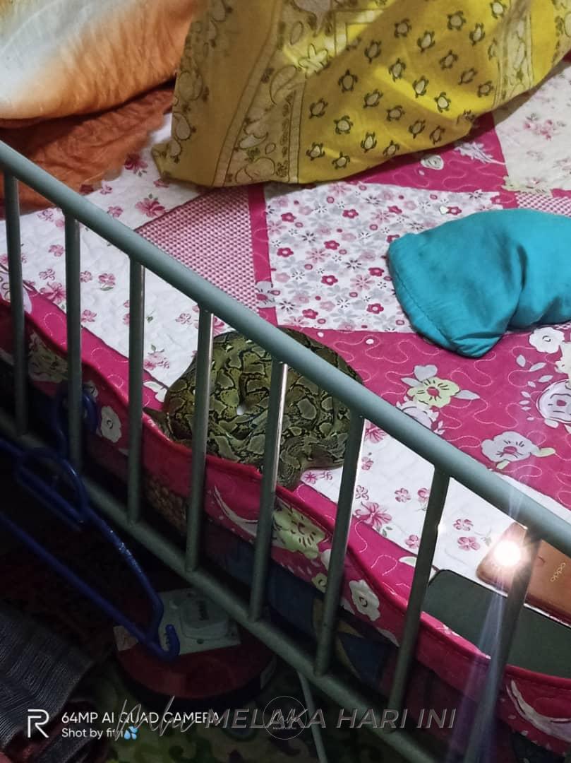 Mengigil nampak ular sawa ‘tidur’ di bahu anak