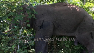 Gajah liarr