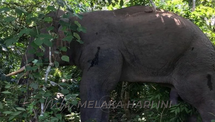 Gajah liarr
