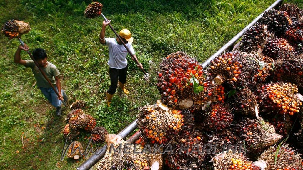 Malaysia sedia benarkan kemasukan 32,000 pekerja ladang termasuk dari Indonesia