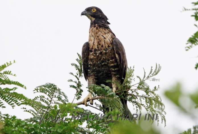 Raptor tak bawa selsema burung ke Malaysia- MNS