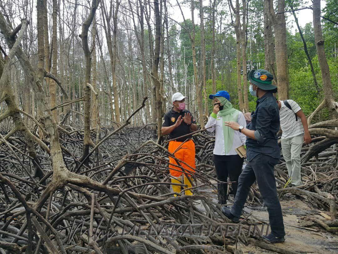 Tangguh penanaman pokok bakau di Pantai Cermin sehingga Tangguh penanaman pokok bakau di Pantai Cermin sehingga