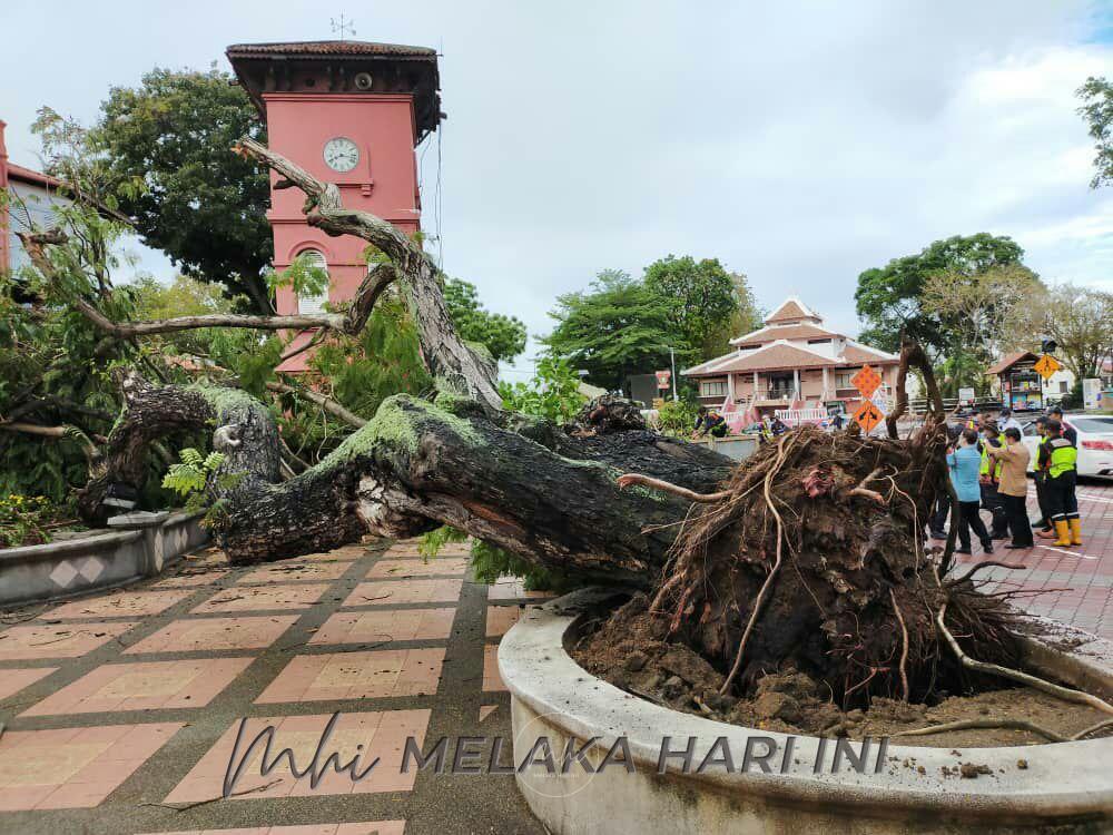 Tanam semula pokok Batai Laut