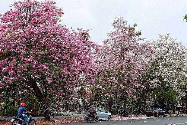 Keindahan bunga ‘Sakura’ bakal warnai Pulau Besar