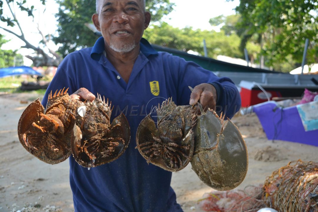 Hasil tangkapan ikan dan udang merosot, belangkas selamatkan nelayan