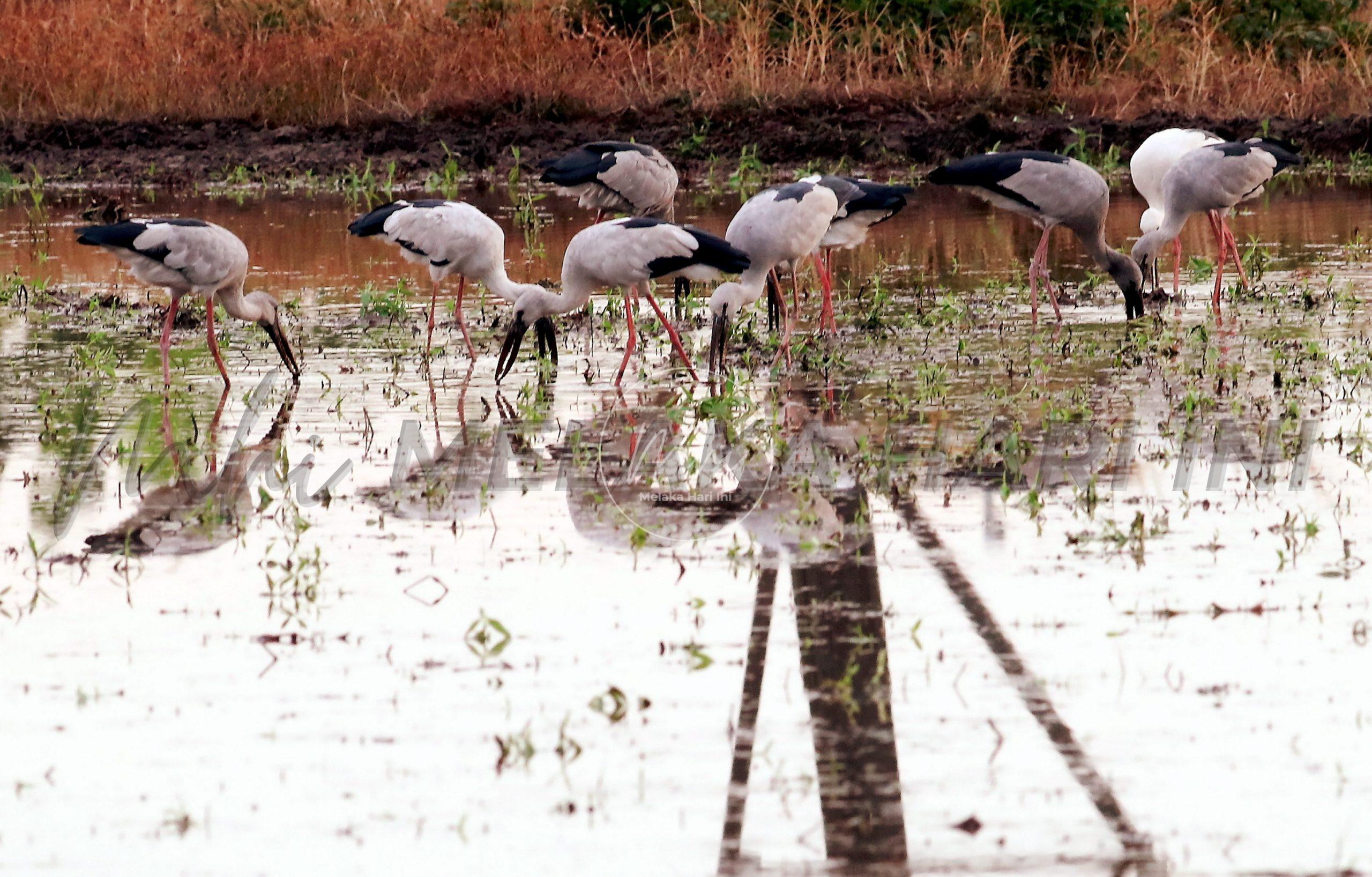 Burung botak siput bebas penyakit