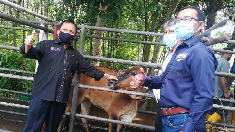 MARDI giat usaha perluas baka lembu KK Elit