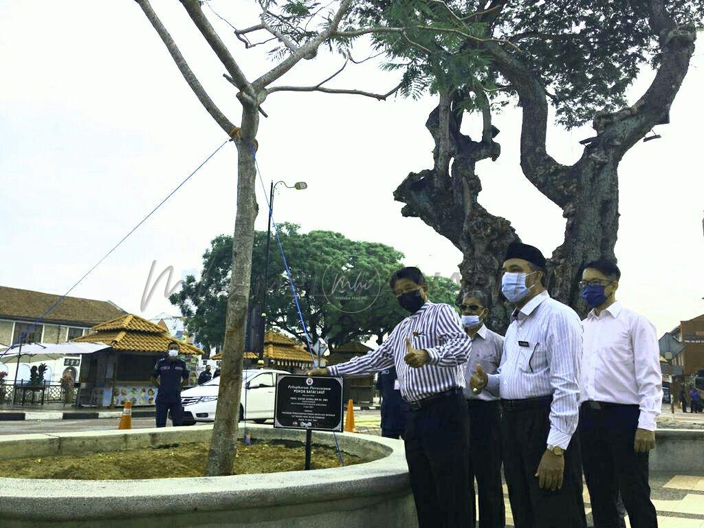 Pokok Batai Laut tumbang diganti baru